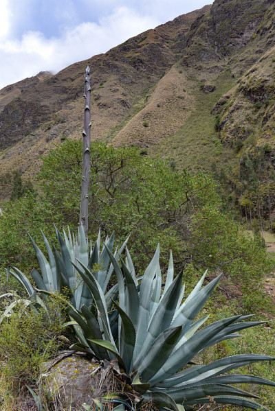 Agave plants in the Urubamba Valley, Cusco, Peru