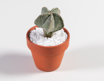 Astrophytum Myriostigma仙人掌。孤立在白色背景上。近距离