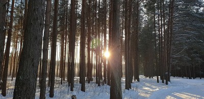冬天森林里的路。