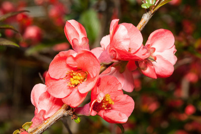 日本温柏开花(木瓜)