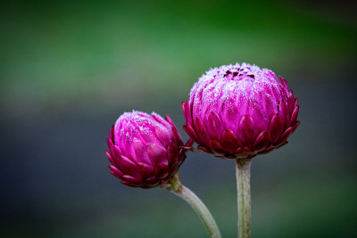 蜡菊霜