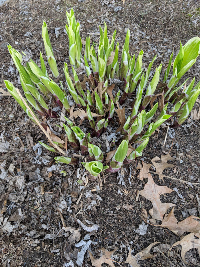 Hosta shoots