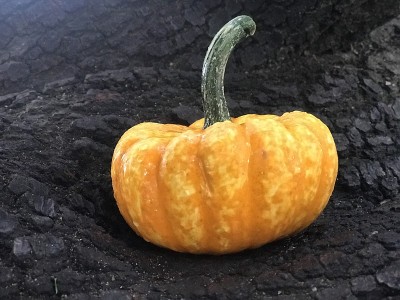 小南瓜
