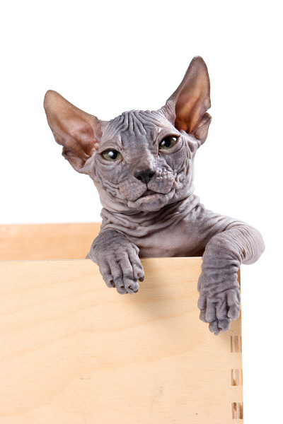 Sphynx小猫