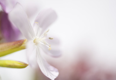 白色的花瓣