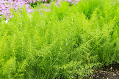 八角植物生长在花园里