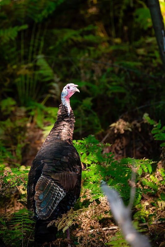 东部野生火鸡(Meleagris gallopavo)在夏末威斯康星州的特写