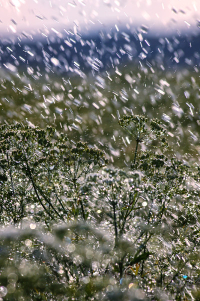 茴香田与雨
