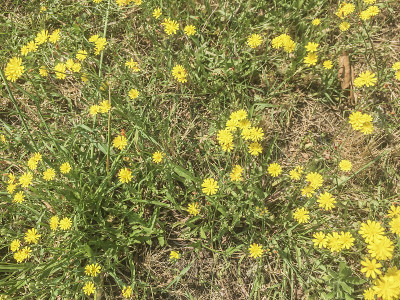 光滑hawksbeard花