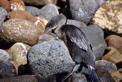flightless cormoran
