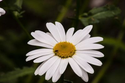 甘菊