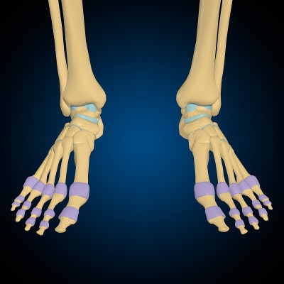 关节囊解剖的医学概念3D