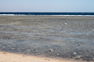 海岸上的白鹭