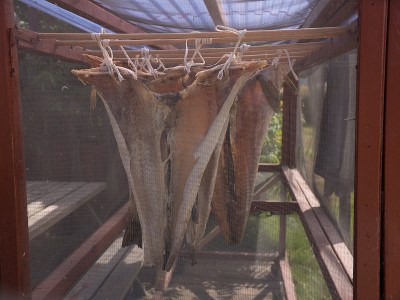 Ringkobing港渔港的Stockfish