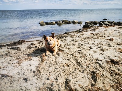 海滩上的澳大利亚牧牛犬