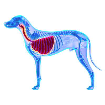 狗胸/肺解剖-犬狼疮解剖