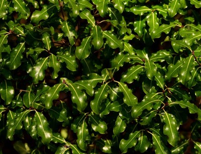 Pittosporum Abbotsbury金叶子