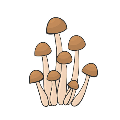 蜂蜜蘑菇手绘设计