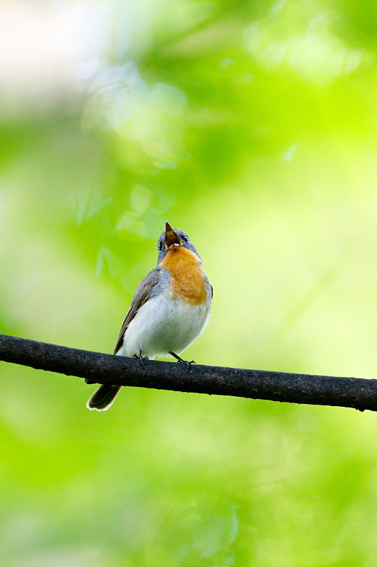 红胸鹟(Ficedula parva)。