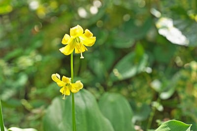 淫宝塔