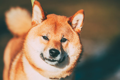 近距离观察户外美丽的年轻红柴犬的头鼻