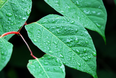 小雨打在树叶