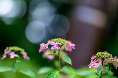 绣球花花