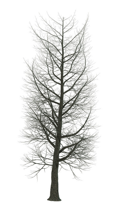 3D渲染栗树在白色