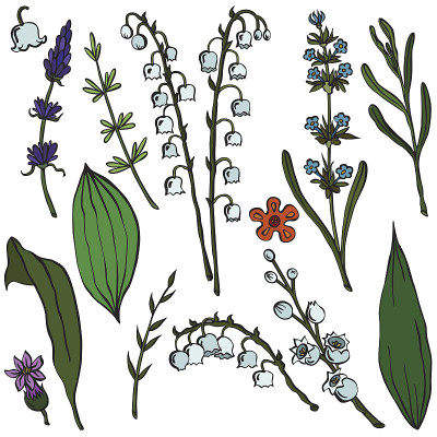一套矢量插图的各种花
