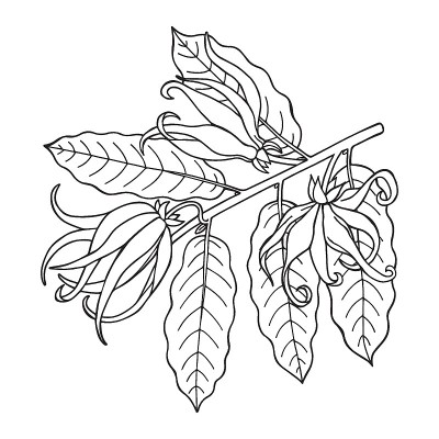 依兰依兰枝上有花和叶。手绘轮廓。矢量插图。