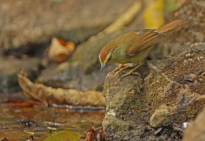 细条纹Tit-babbler