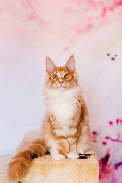 缅因红斑猫