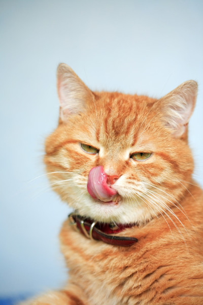 姜的猫