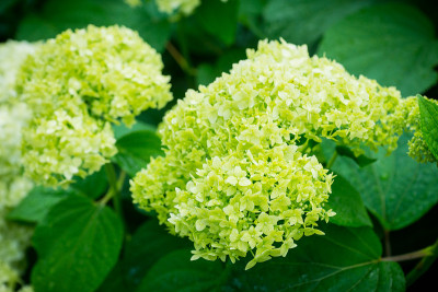 花园里有绣球花