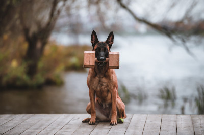 年轻的比利时牧羊犬马里诺斯与木制哑铃在河的背景