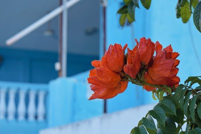 户外树的花