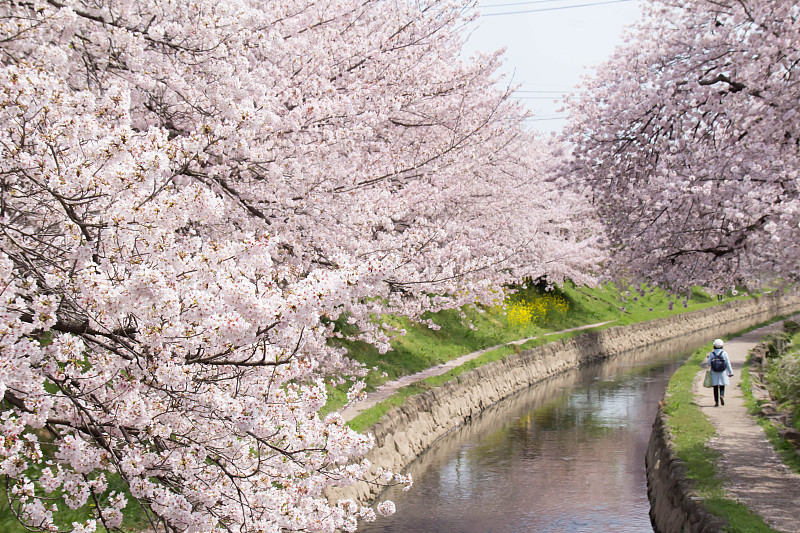 満開の元荒川の桜