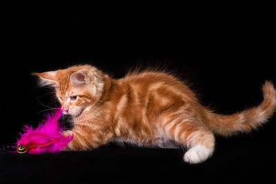 黑色背景上的缅因猫。
