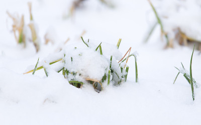 草在大自然的雪地里冬天