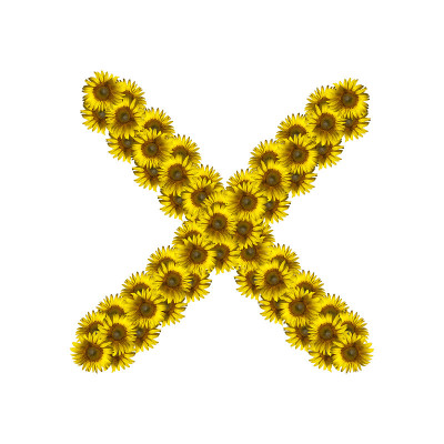 孤立向日葵字母X