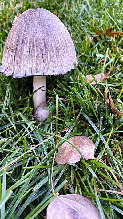 在异常温暖潮湿的秋季，蘑菇在草坪上生长