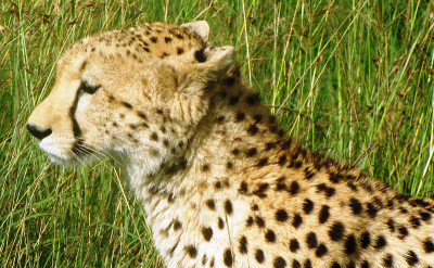 非洲猎豹,Kenia