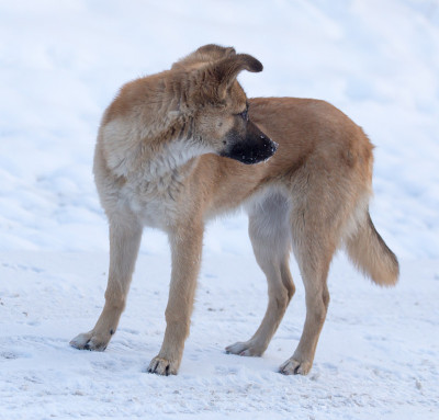 狗在冬天的雪地里