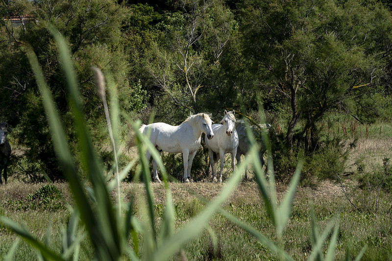 Camargue horses