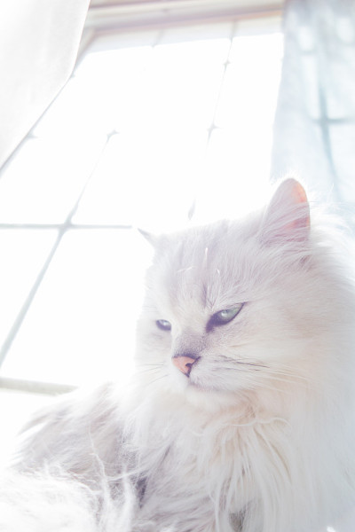白色的猫