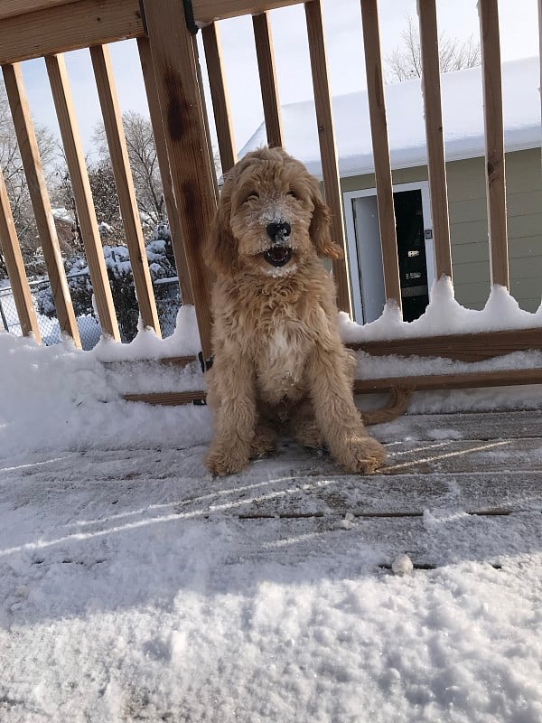 小狗第一场雪