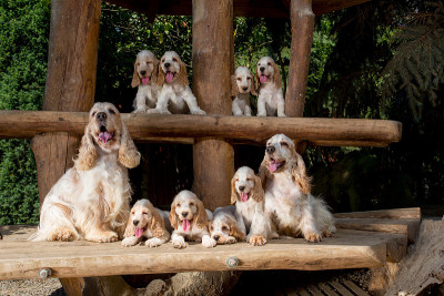 带小狗的英国可卡犬一家