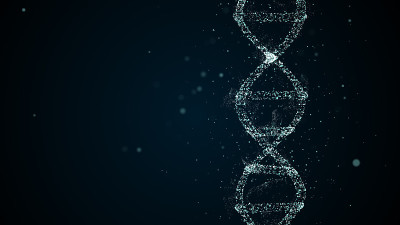新片段插入DNA螺旋结构的对角线观点
