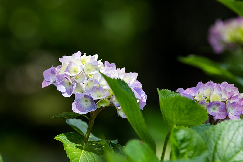 绣球花，成田市，千叶县，日本