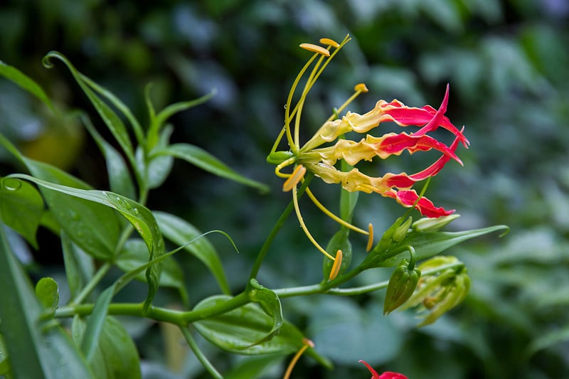 锦绣百合花